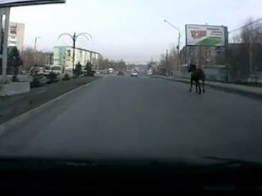 Очевидец удивлен: как это животное оказалось в центре города - ВИДЕО