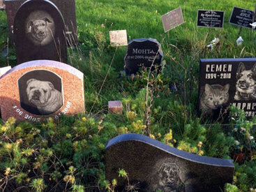 Как и где хоронить домашних питомцев в Баку