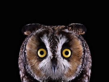 Дикие животные Брэда Уилсона - ФОТОСЕССИЯ