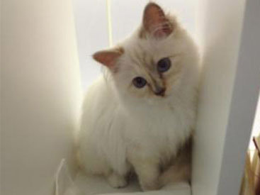 Креативный директор Chanel представил образы любимицы индустрии моды - ФОТО