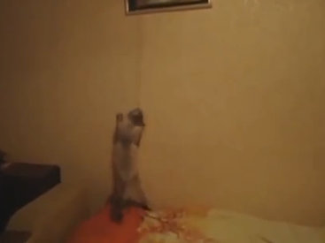 Котики - это не только ценный смех - ВИДЕО