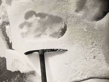 Найдены предки снежного человека – ФОТО