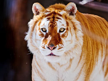 Армянский депутат "одомашнивает" тигров