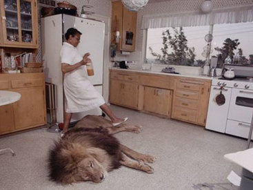 Очень опасные, но домашние львы - ФОТОСЕССИЯ