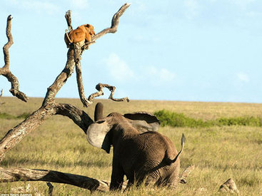Забавно: слониха прогнала львицу со своей территории - ФОТО – ВИДЕО