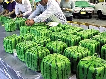 Японцы выращивают квадратные арбузы