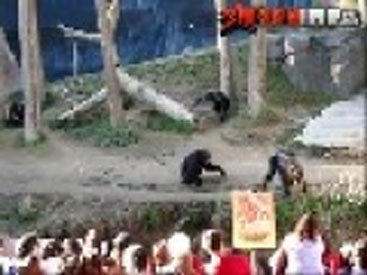 Драка обезьян в зоопарке - ВИДЕО