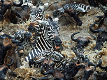 Храбрые зебры против тысяч антилоп - ФОТОСЕССИЯ