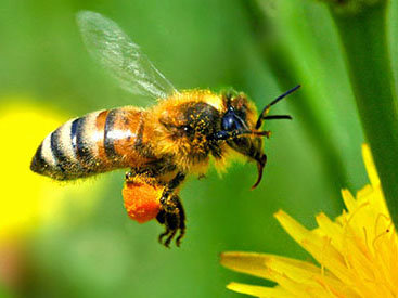 Инсектициды меняют гены пчел