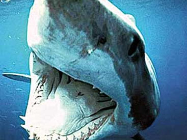 Акула спасла жизнь полицейскому