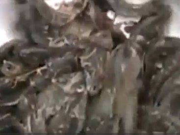 На Шри-Ланке выпал дождь из рыбы - ВИДЕО