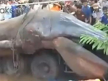 У берегов Вьетнама нашли таинственное существо-гигант - ФОТО - ВИДЕО