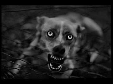 Психологический портрет: неожиданные образы животных - ФОТОСЕССИЯ