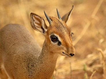 Кения: дикдик – самая маленькая антилопа на свете - ФОТОСЕССИЯ
