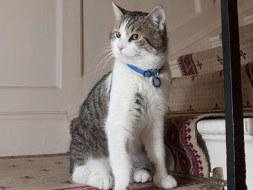 Неизвестная украла у москвички кота и требует выкуп