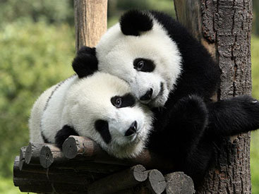 Китай не отправит в Малайзию панд из-за пропавшего Boeing
