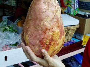 В Швеции вырастили картофель-гигант