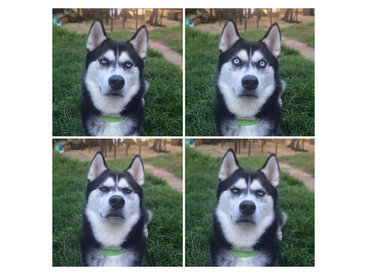 Под пристальным взглядом сердитого хаски - ФОТОСЕССИЯ