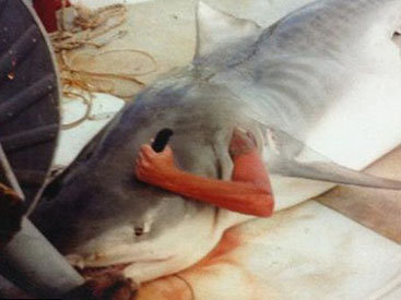 Невероятно: акула "проглотила" парня целиком - ФОТО