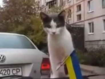 Кот "взлетел" от испуга - ВИДЕО