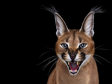 Эти портреты просто завораживают! Глаза в глаза - ФОТОСЕССИЯ