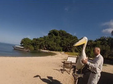 Первый полет пеликана засняли на камеру - ФОТО - ВИДЕО