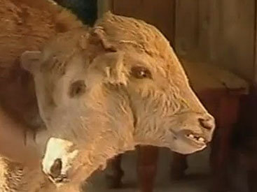 Двухголовые монстры в природе – ФОТО