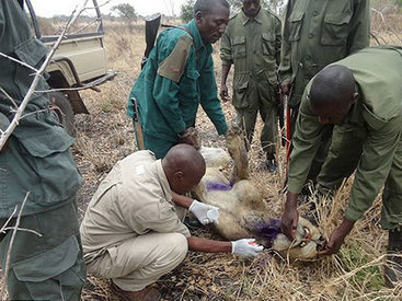 Когда дикие звери ведут себя лучше, чем некоторые люди - ФОТОСЕССИЯ