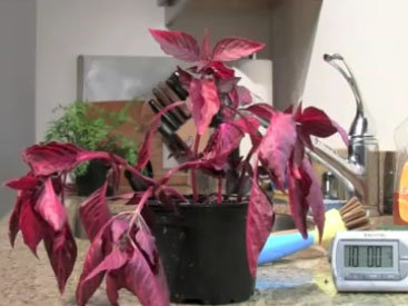 Как оживает растение - ВИДЕО