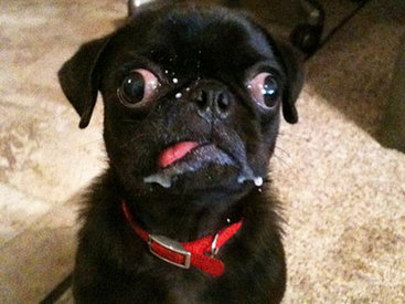 Самые страшные фотографии животных - ФОТО