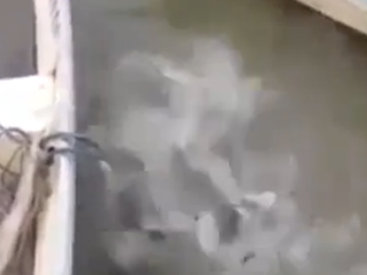 Как кормят пираний в Бразилии - ВИДЕО