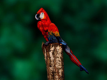 "Картинная галерея Day.Az": Потрясающая живопись на теле - ФОТО