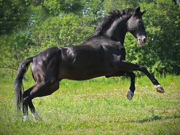 Армянские СМИ пытаются присвоить карабахских скакунов