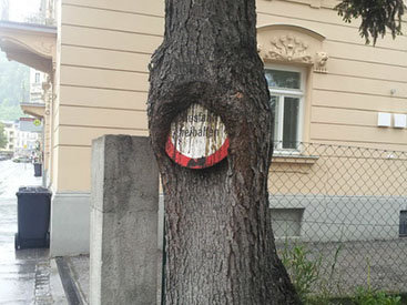 Будьте осторожны: эти деревья "съедают" все - ФОТО