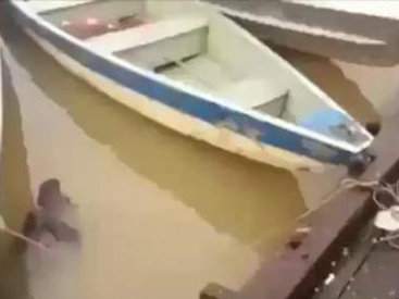 Как кормят пираний в Бразилии - ВИДЕО