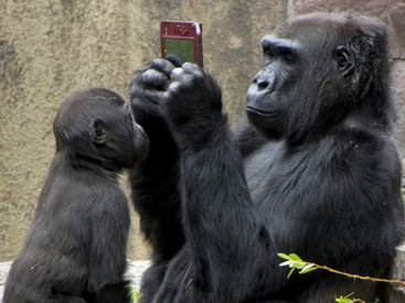 Игрушки для зверушки - ФОТОСЕССИЯ