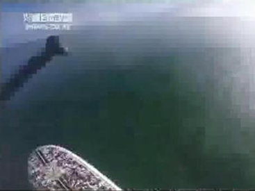 Удивительная встреча под водой - ВИДЕО
