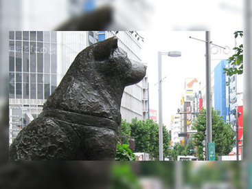 80 лет со смерти Хатико: японцы вспоминают легендарного пса