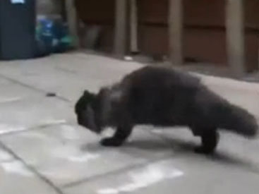 Кот научился ходить на двух лапах - ВИДЕО