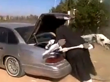 Интересная перевозка верблюда - ВИДЕО