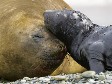 Двигайся как миллионы, выживай как один: новый фильм от National Geographic - ФОТОСЕССИЯ