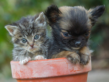 Самая маленькая собака Великобритании считает себя котенком - ФОТОСЕССИЯ