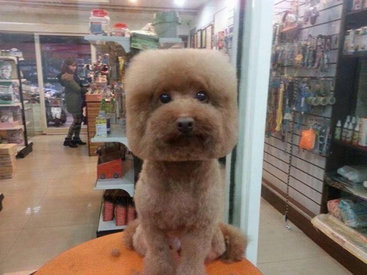 Голова квадратная: последний тренд на Тайване - ФОТОСЕССИЯ