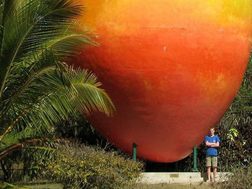 В Австралии грабители украли гигантский 7-тонный манго - ФОТО