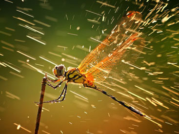 Лучшие фото National Geographic за декабрь 2011 - ФОТОСЕССИЯ