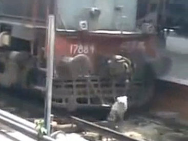 Эта собака шокировала всех - ВИДЕО