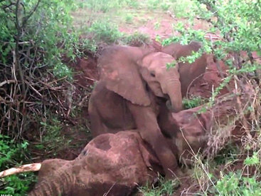 Душераздирающая сцена прощания слоненка с мамой - ФОТО
