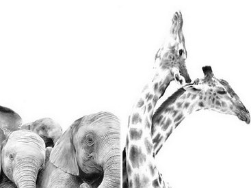 "Картинная галерея" Day.Az: Дикая красота - ФОТО