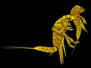 Конкурс микрофотографии Nikon Small World 2014 - ФОТОСЕССИЯ