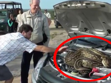 Туристы открыли капот и были ошарашены - ВИДЕО